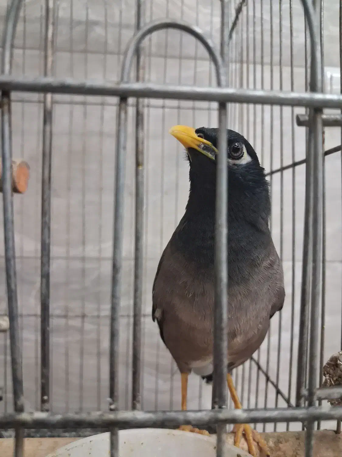 مرغ مینا|پرنده|قزوین, |دیوار