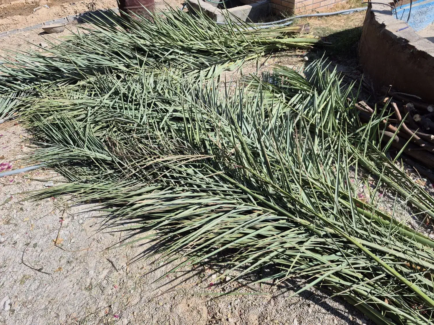 پیش و برگ درخت نخل|گل و گیاه طبیعی|بهبهان, |دیوار