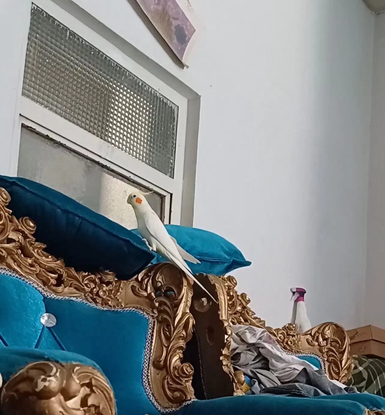 عروس هلندی لوتینو سخنگو|پرنده|شیراز, آزادگان|دیوار