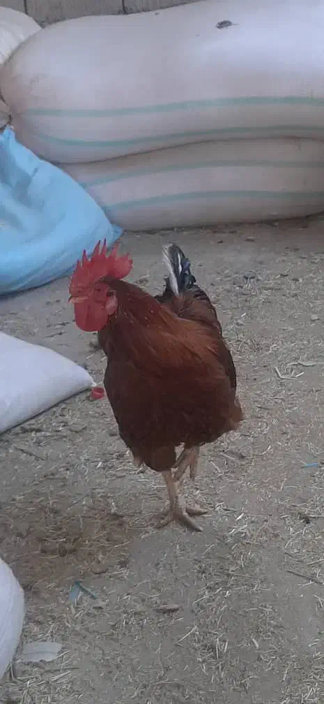 جوجه خروس|حیوانات مزرعه|سیرجان, |دیوار