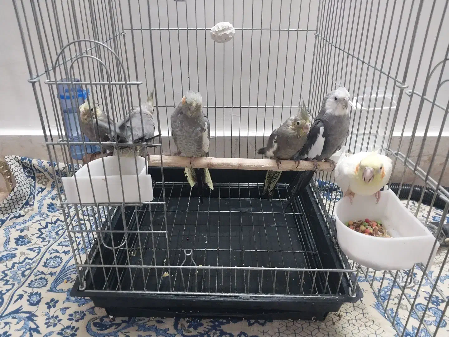 6عدد عروس هلندی فروشی سالم جوجه ی دست خودم|پرنده|تربتحیدریه, نواب صفوی|دیوار