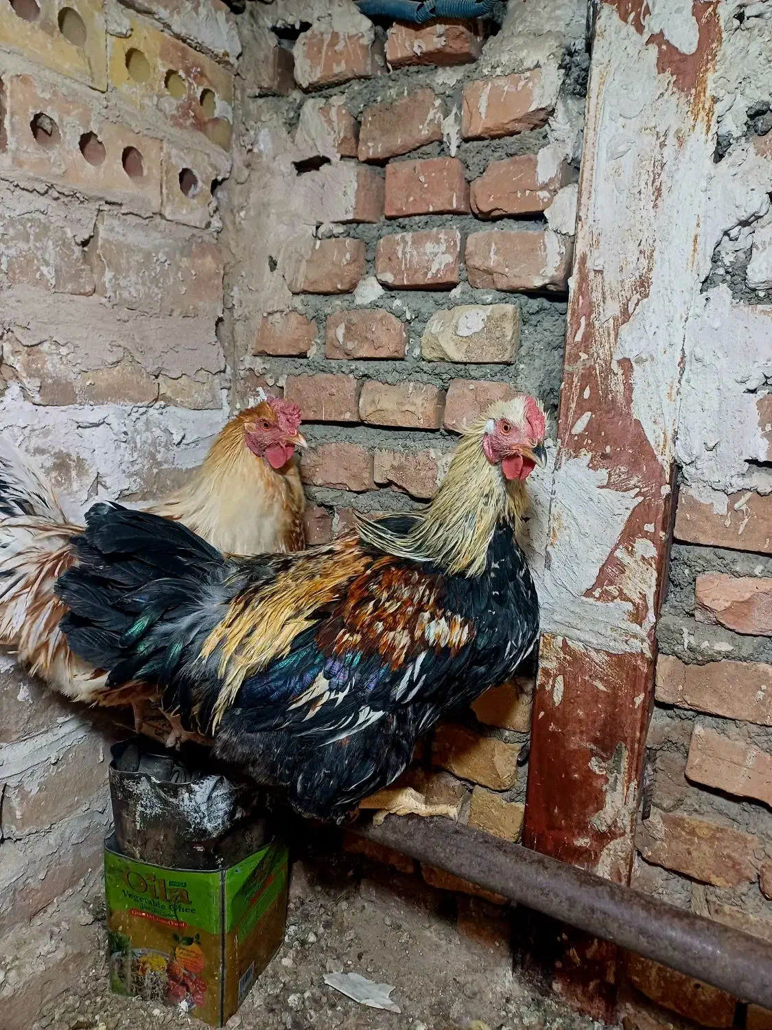 مرغ وخروس|حیوانات مزرعه|فردوس (خراسان), |دیوار