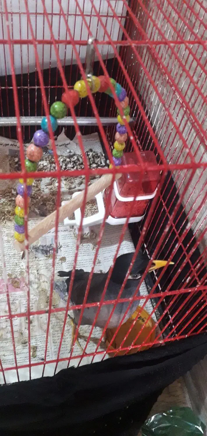 مینا پرنده|پرنده|تربت جام, معدآباد|دیوار