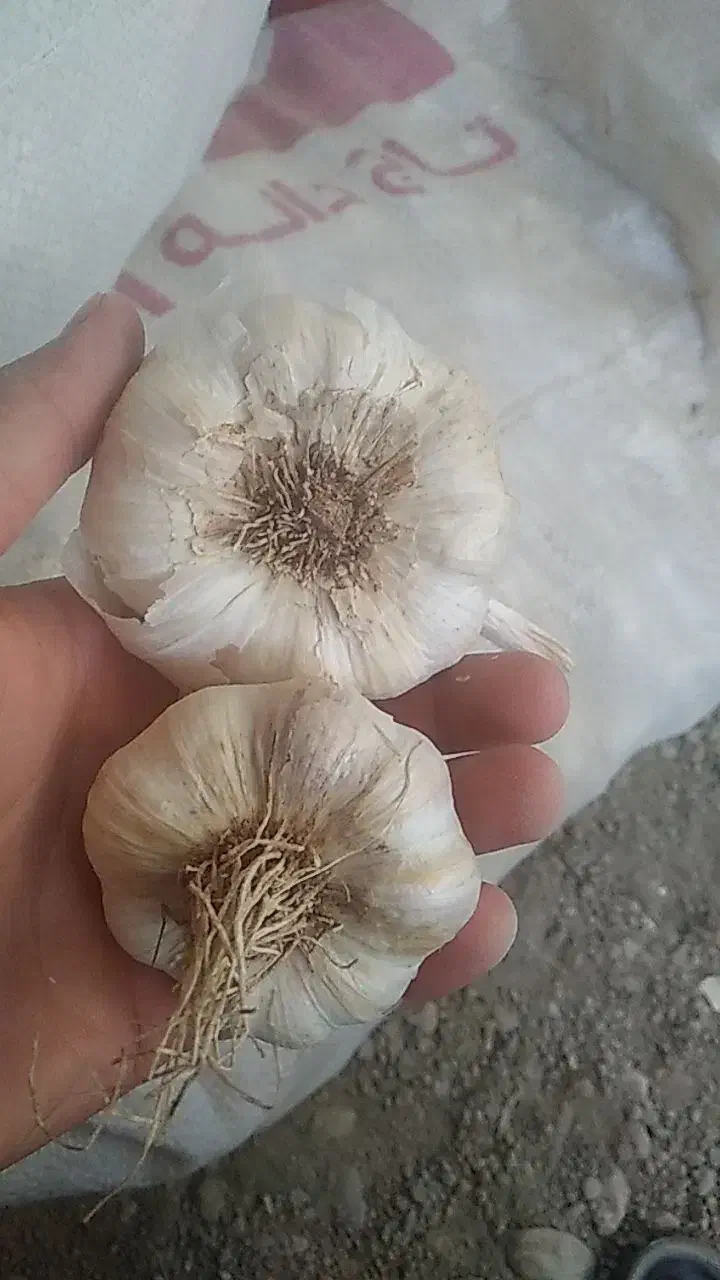فروش سیر|خوردنی و آشامیدنی|زرین دشت (همدان), |دیوار