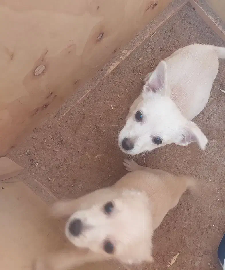 واگذاری توله تریر|سگ|یزد, |دیوار