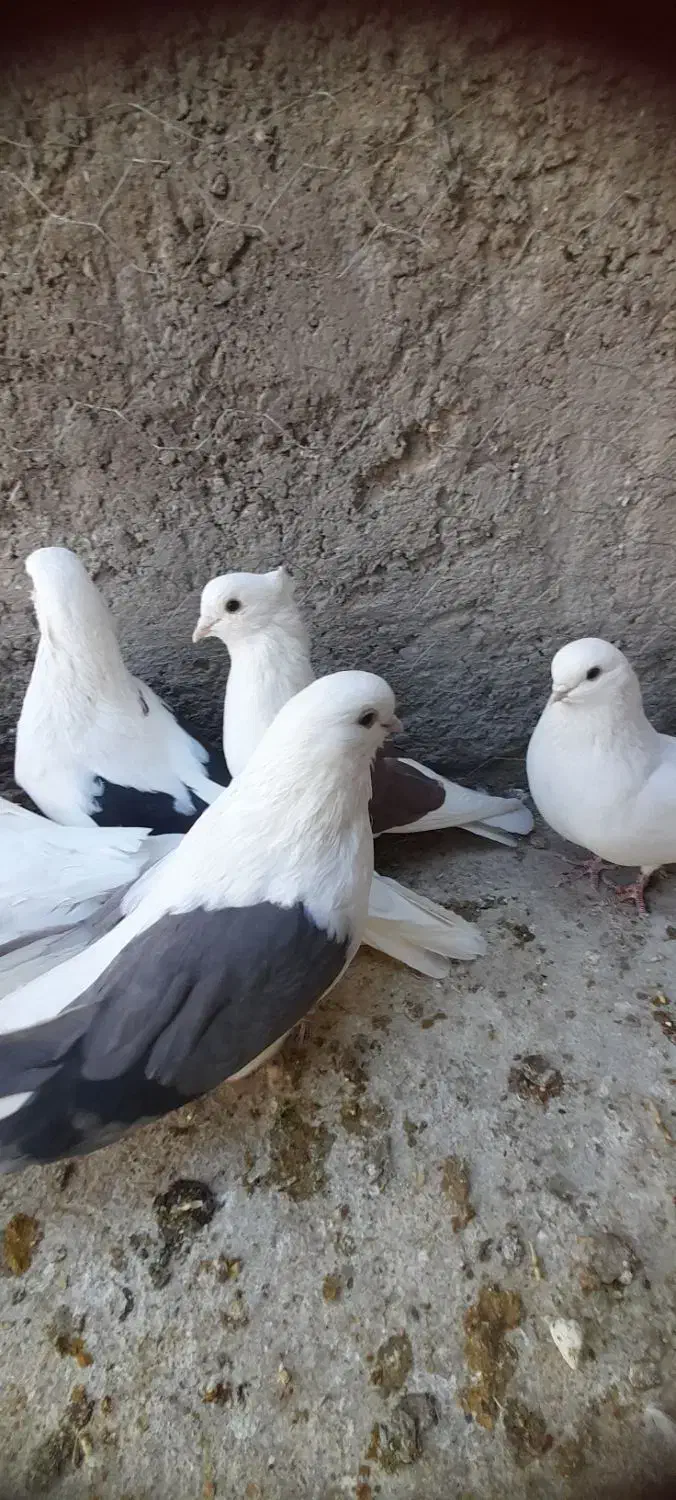 پشدار قدبلند|پرنده|زرند, |دیوار