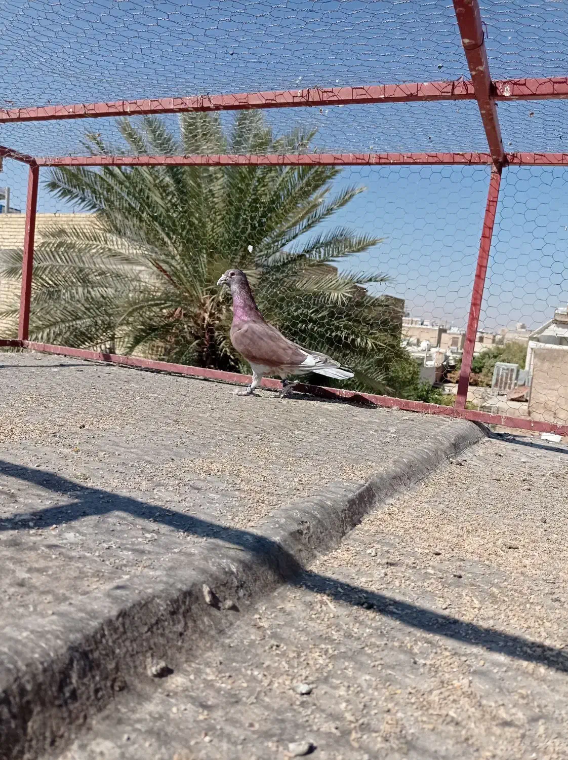 فروش کفتر|پرنده|شیراز, شهرک گلها|دیوار