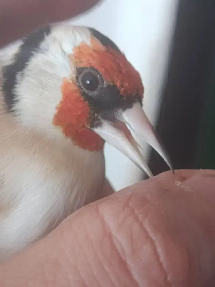 سهره قناری سهره|پرنده|برازجان, |دیوار