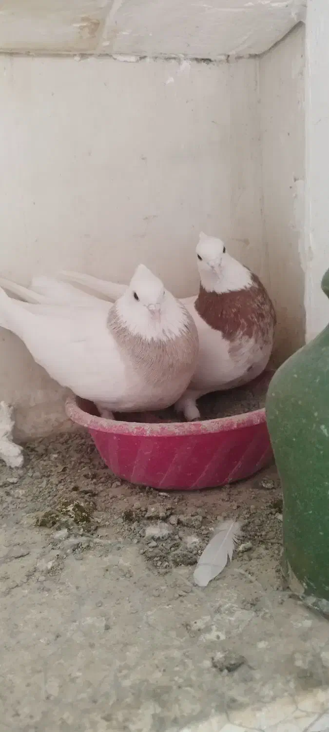 کبوتر طوقی مهر|پرنده|محمدشهر, محمدشهر|دیوار