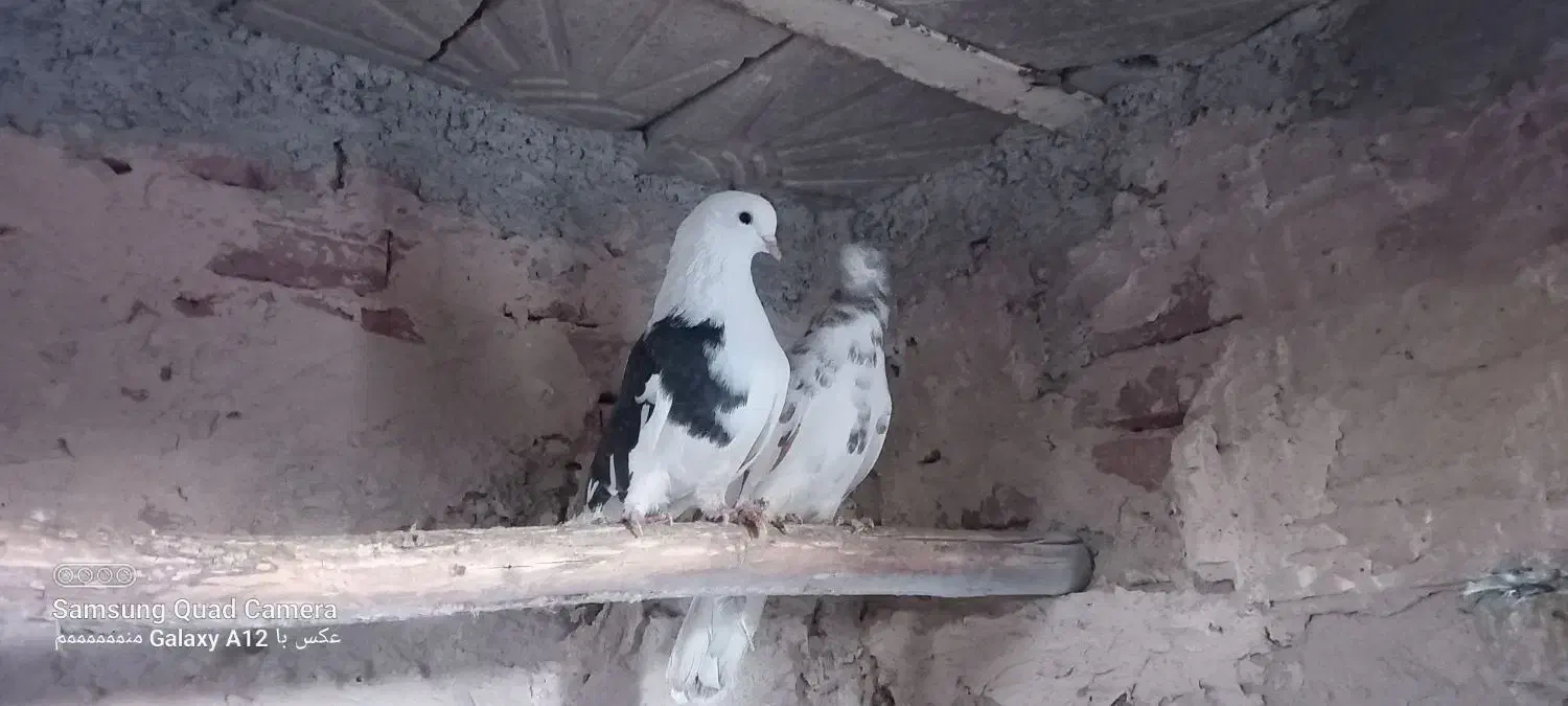 کبوتر|پرنده|مراغه, |دیوار