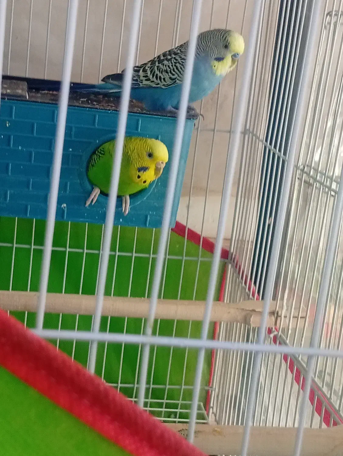 مرغ عشق معاوضه با عروس هلندی|پرنده|اسفراین, |دیوار