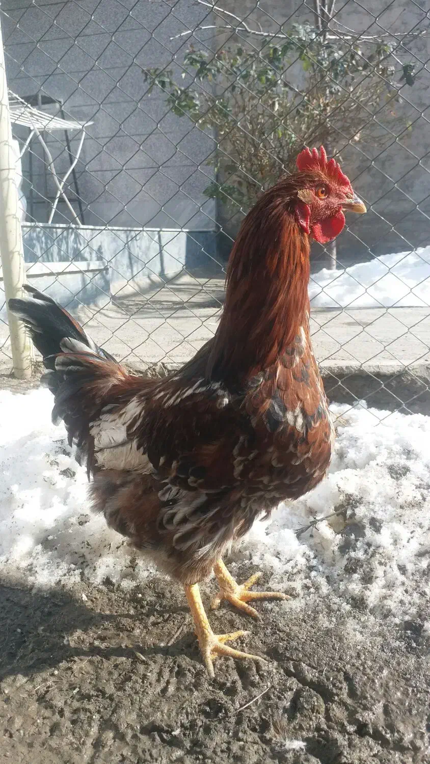 راهنمایی|حیوانات|مرند, |دیوار