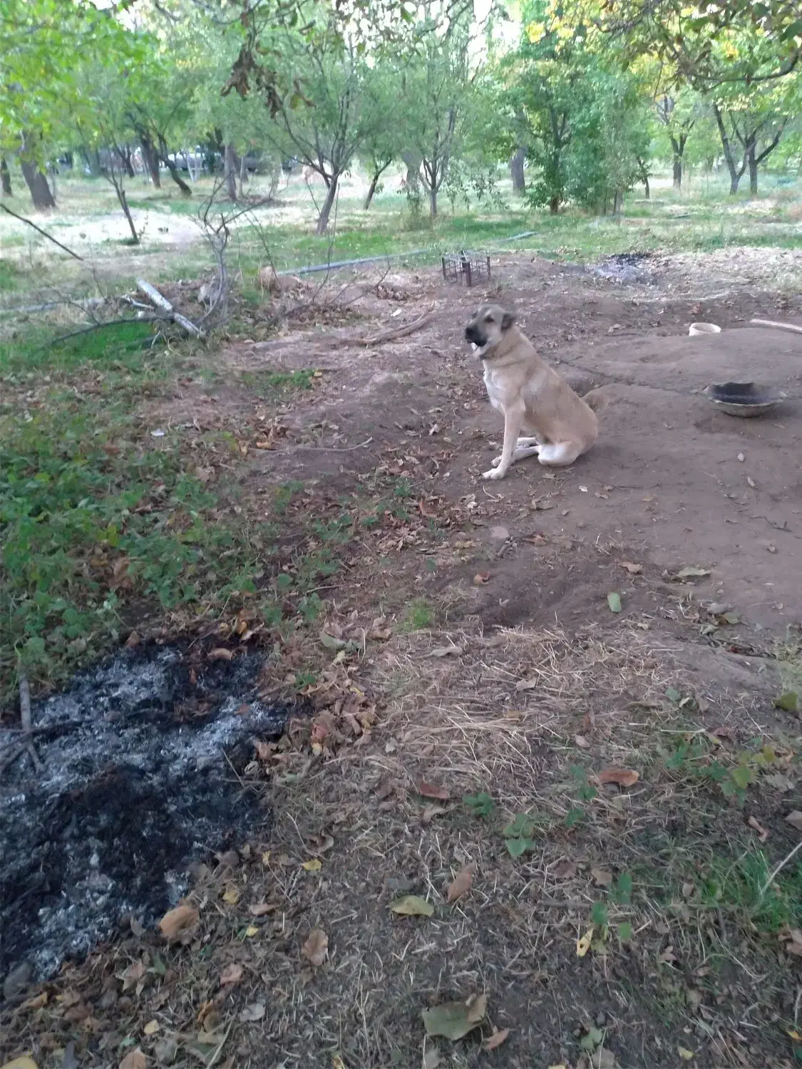 کانگال (میکسد)|سگ|مرند, |دیوار