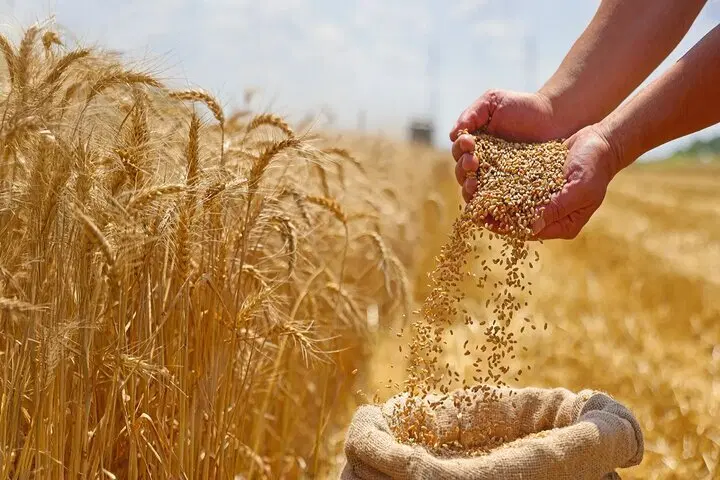 گندم|لوازم جانبی حیوانات|چرداول, |دیوار