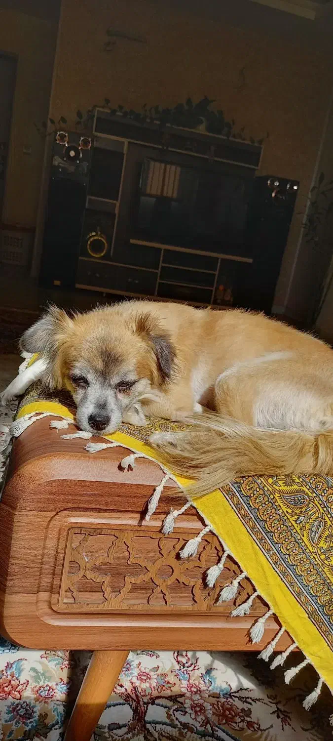 سگ گمشده|حیوانات|نجف‌آباد, پادگان|دیوار