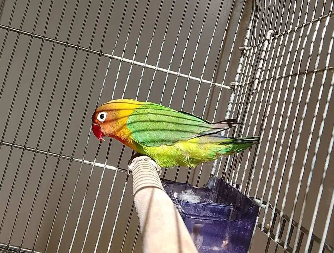 طوطی برزیلی فیشر ۳ماهه|پرنده|تهران, دستغیب|دیوار