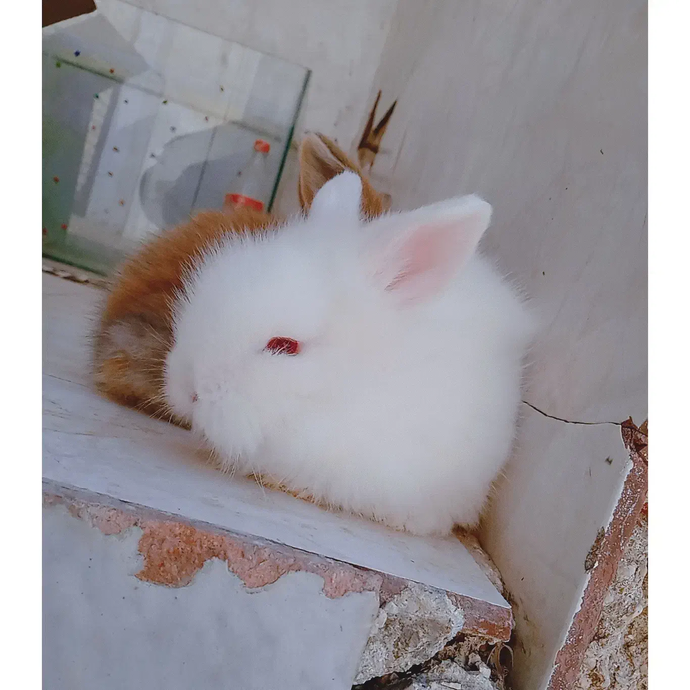 بچه خرگوش لوپ و مینیاتوری اصیل|موش و خرگوش|طبس, |دیوار