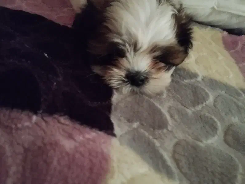 واگذاری سگ|سگ|بهارستان, |دیوار