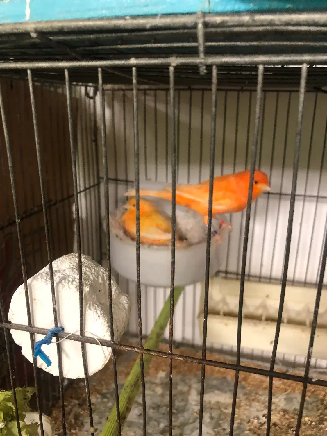 ردفاکتورمولد|پرنده|اردبیل, |دیوار