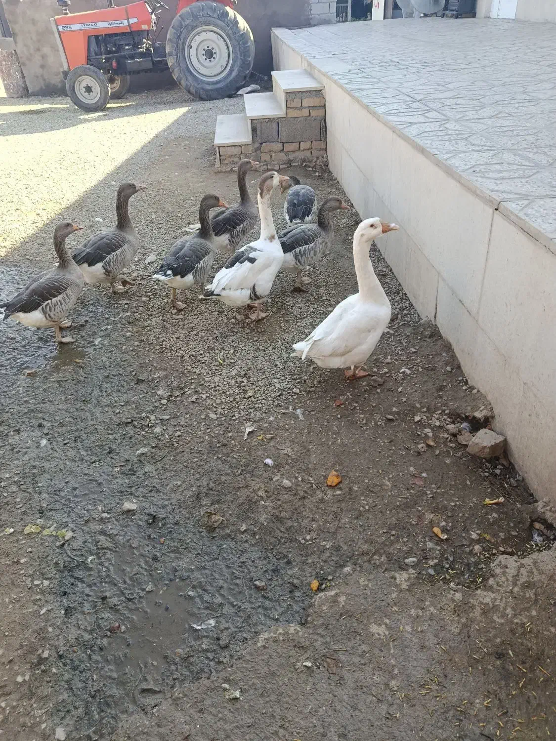 غاز|حیوانات مزرعه|سیلاخور, |دیوار