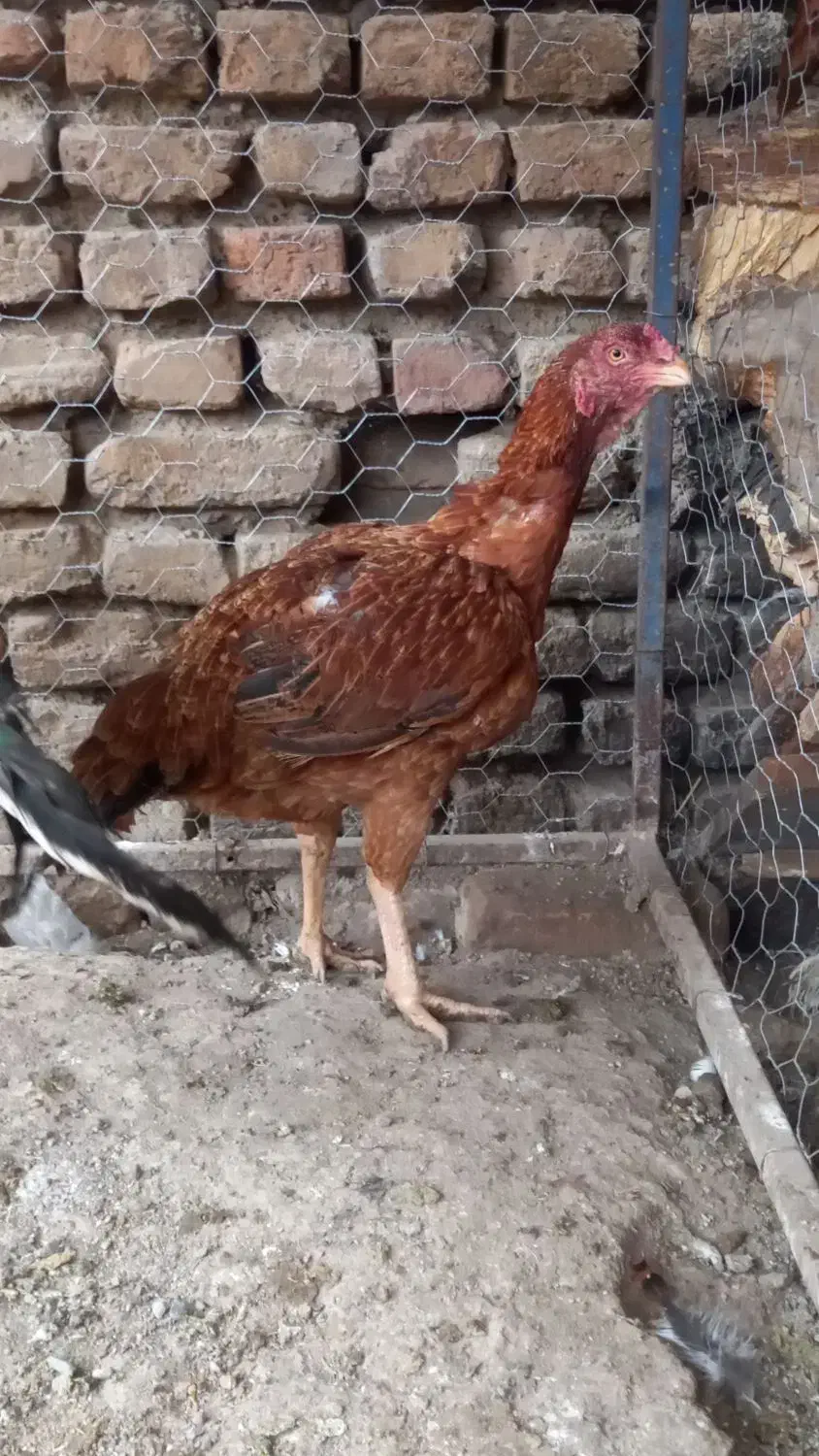 مرغ لاری|حیوانات مزرعه|خان ببین, |دیوار