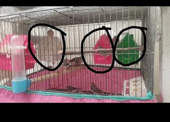 فنچ مولد کارداده|پرنده|بروجرد, |دیوار