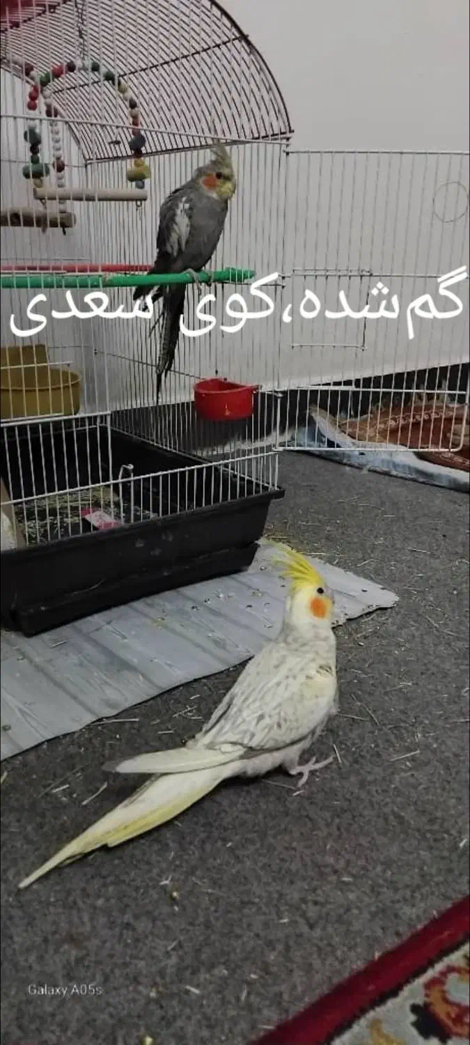 عروس‌ هلندی|حیوانات|دزفول, |دیوار