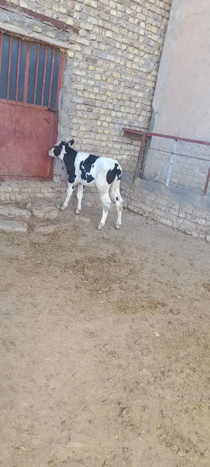 گوساله هلشتاین|حیوانات مزرعه|آوج, |دیوار