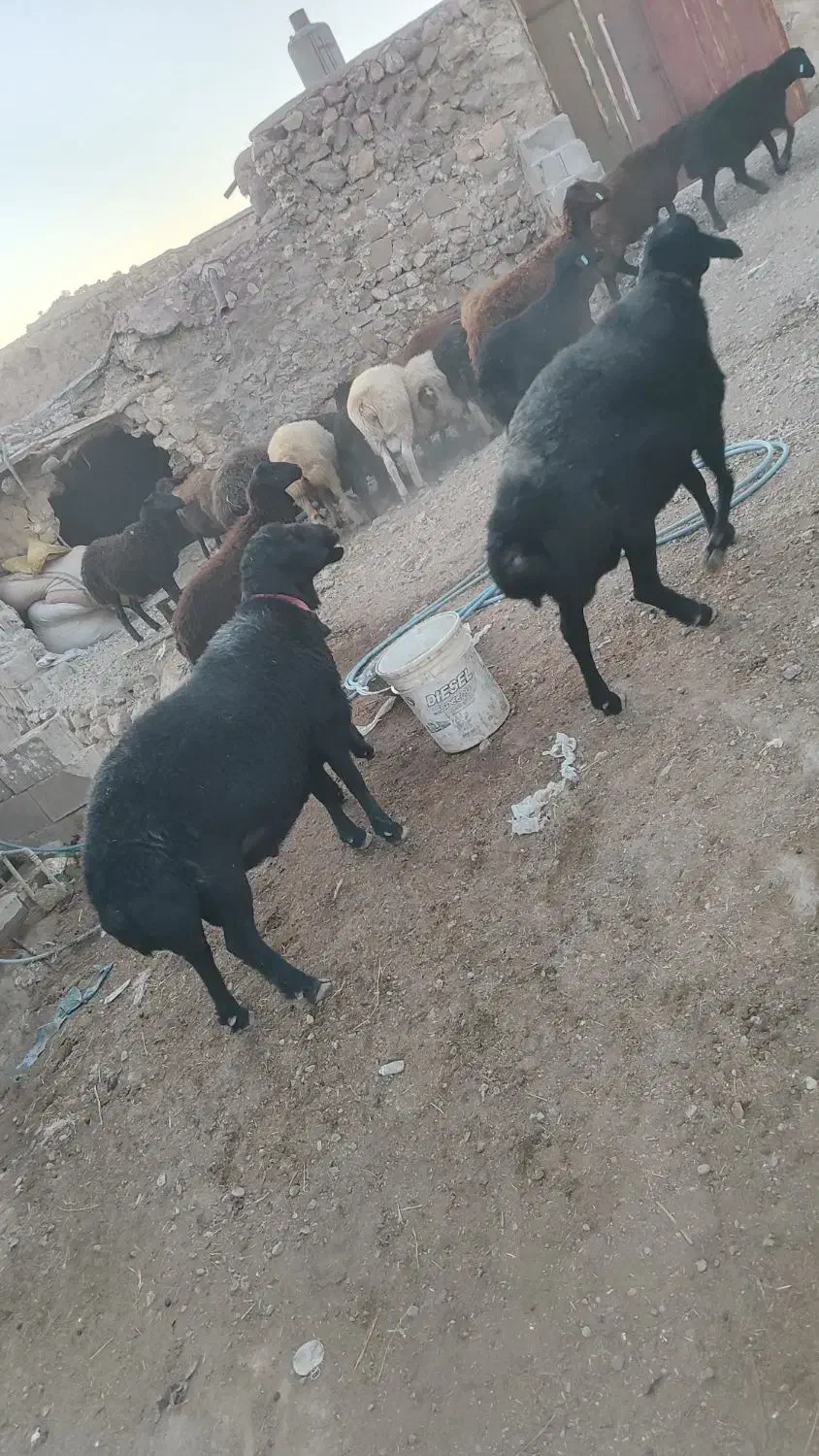 قوچ همو و بره نر هترو|حیوانات مزرعه|یاسوج, |دیوار