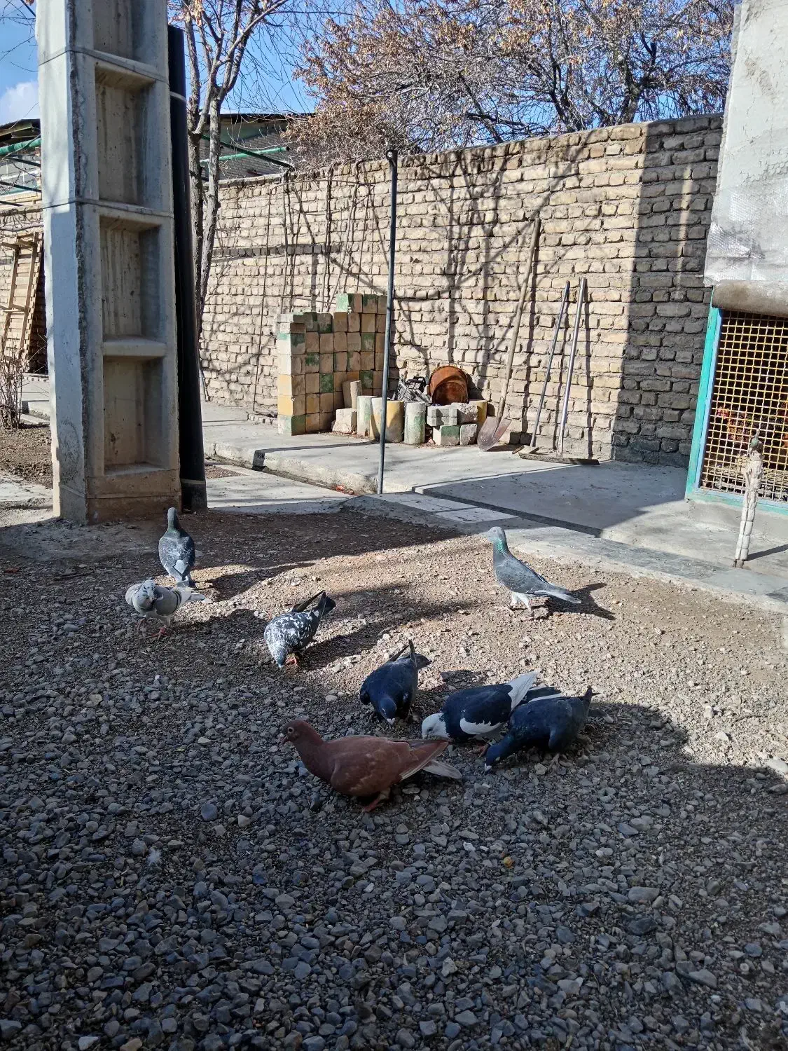 کبوتر|پرنده|مشهد, حسین‌آباد|دیوار