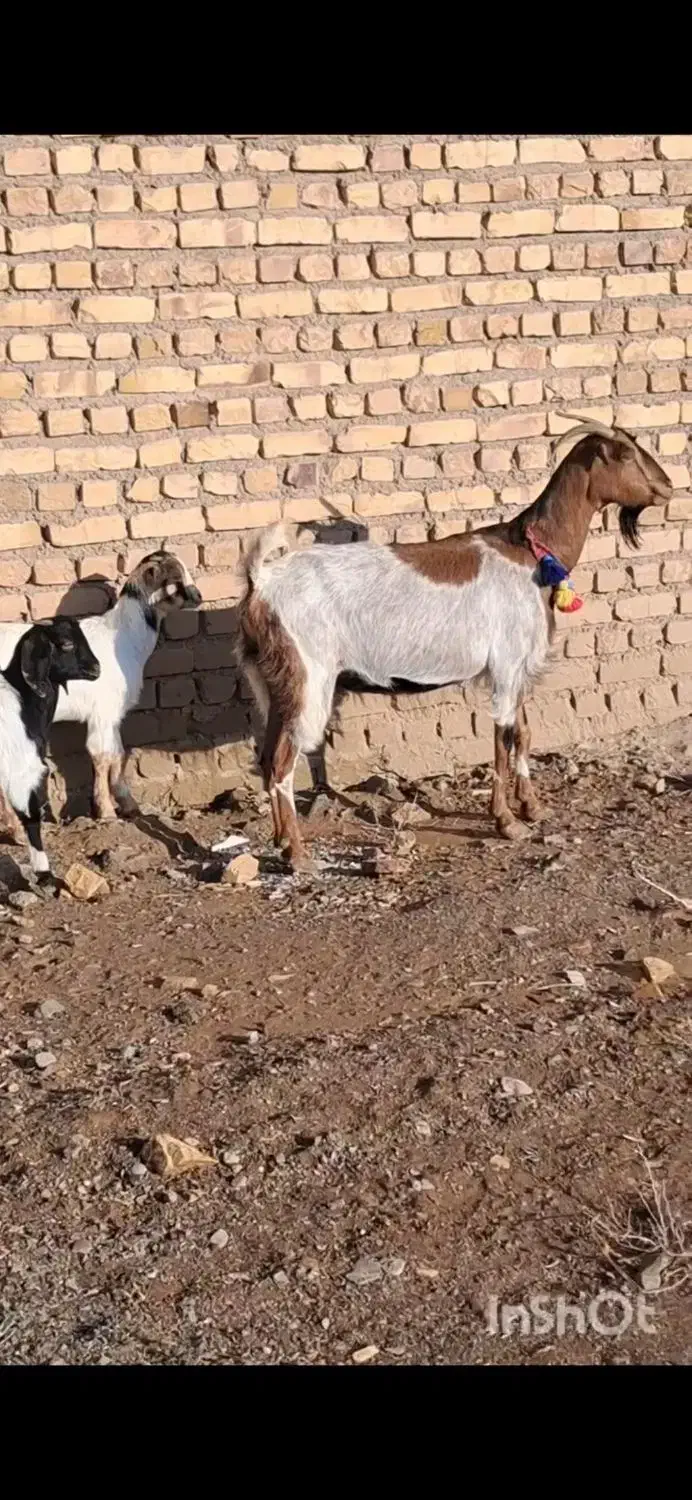 بز دورگ|حیوانات مزرعه|کاشمر, |دیوار