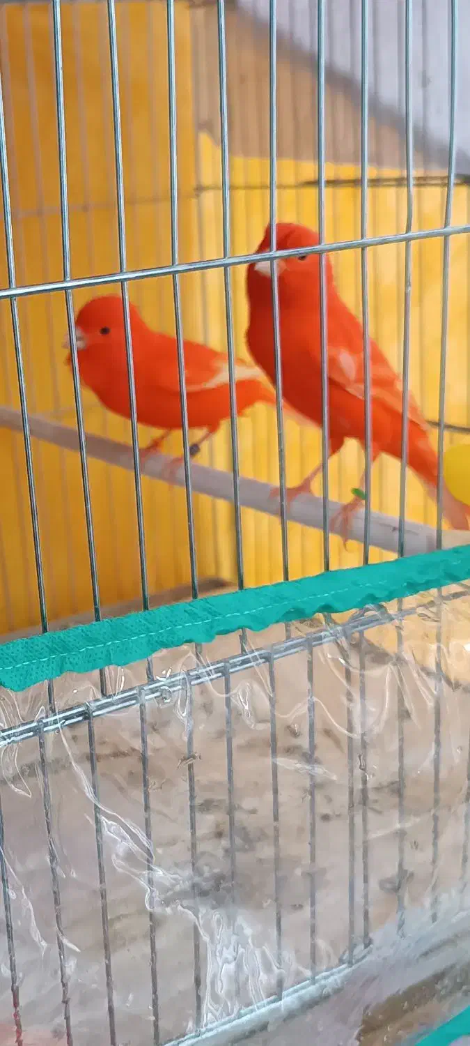 جوجه قناری رد فکتور سرلاکی|پرنده|مرودشت, بهارستان|دیوار