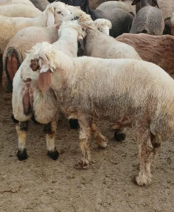 فروش ۱۰ عدد بره نر چاق پرواری|حیوانات مزرعه|آبپخش, |دیوار