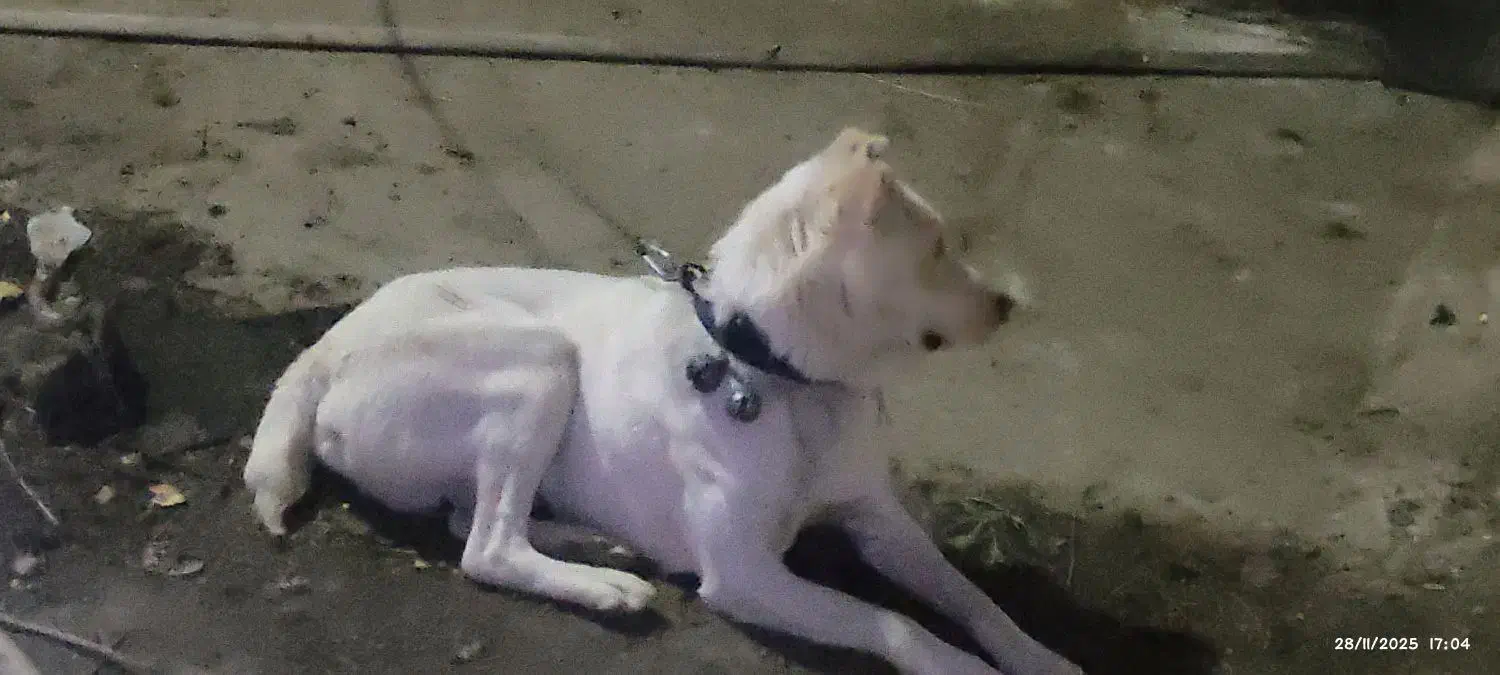 توله کانگال الابای|سگ|مشهد, تبادکان|دیوار