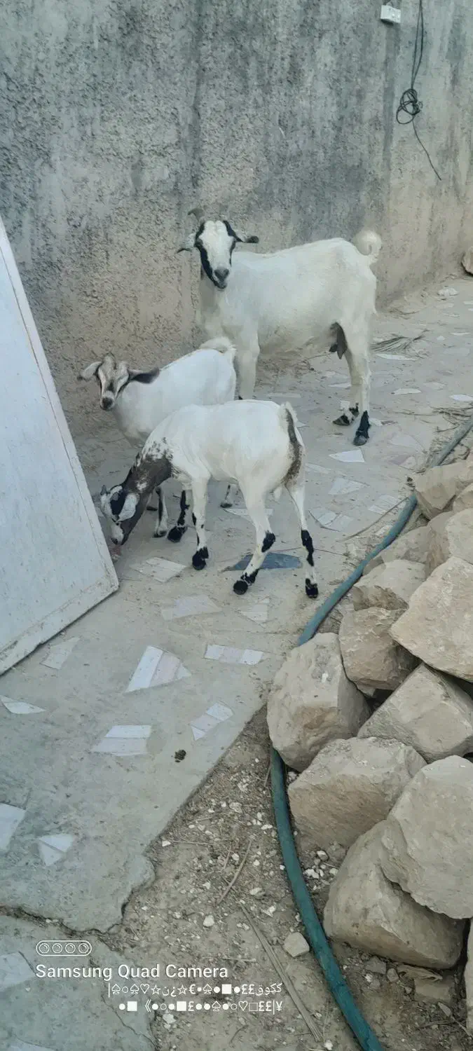 بز دوقلو|حیوانات مزرعه|بستک, |دیوار