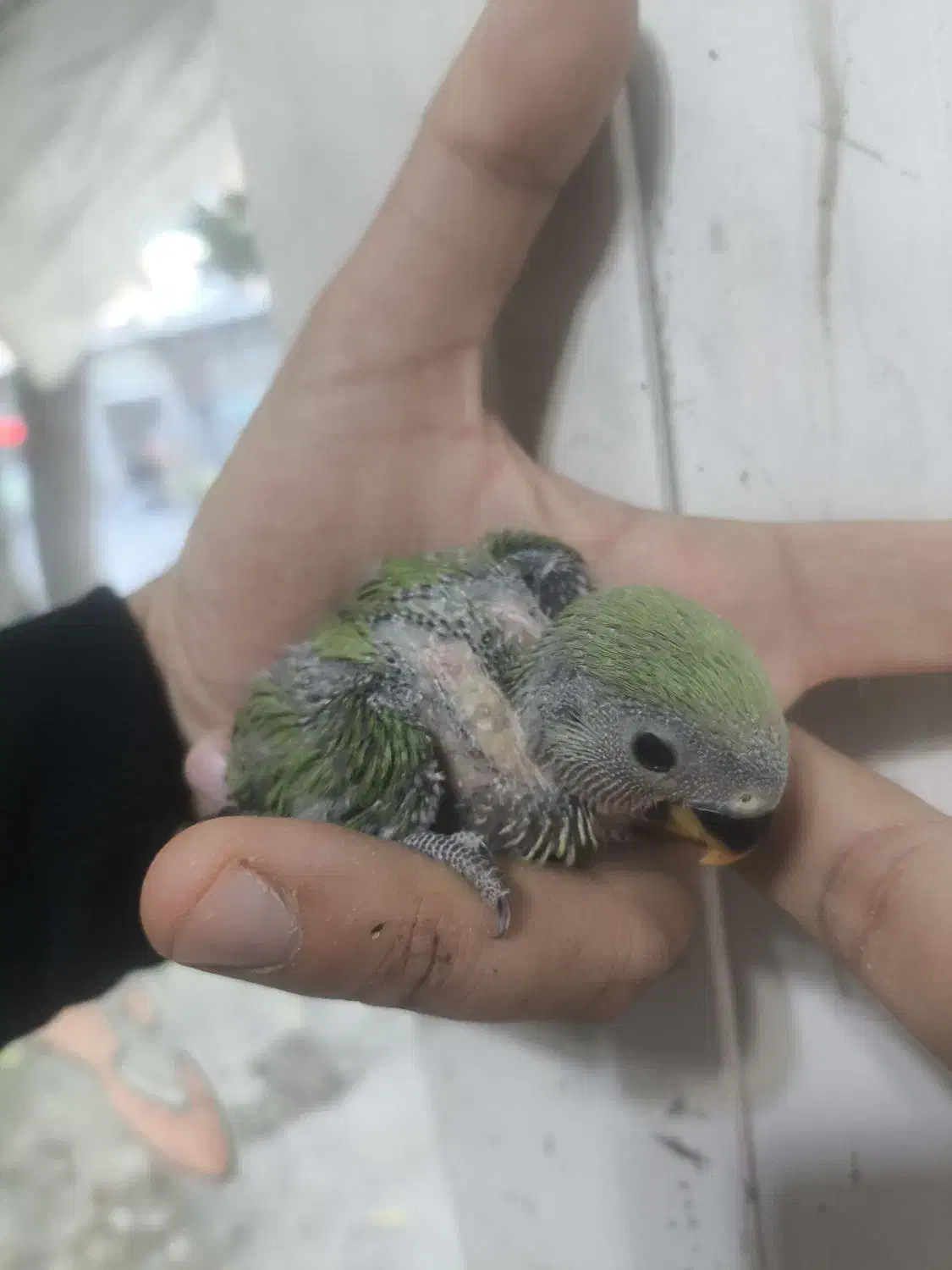 جوجه طوطی برزیلی سرلاکی|پرنده|مهاباد (آذربایجان غربی), |دیوار