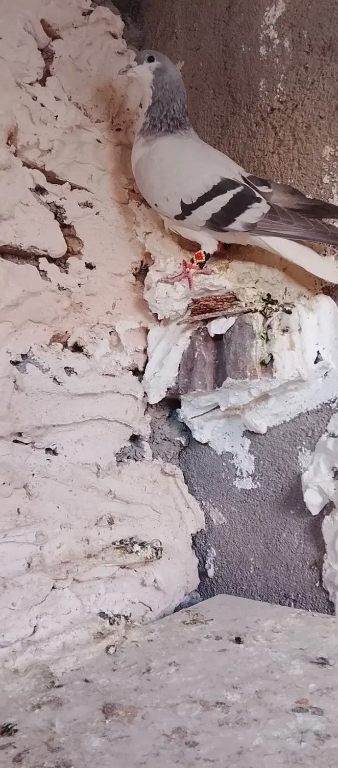 کفتر|پرنده|نیشابور, سرآب کوشک|دیوار