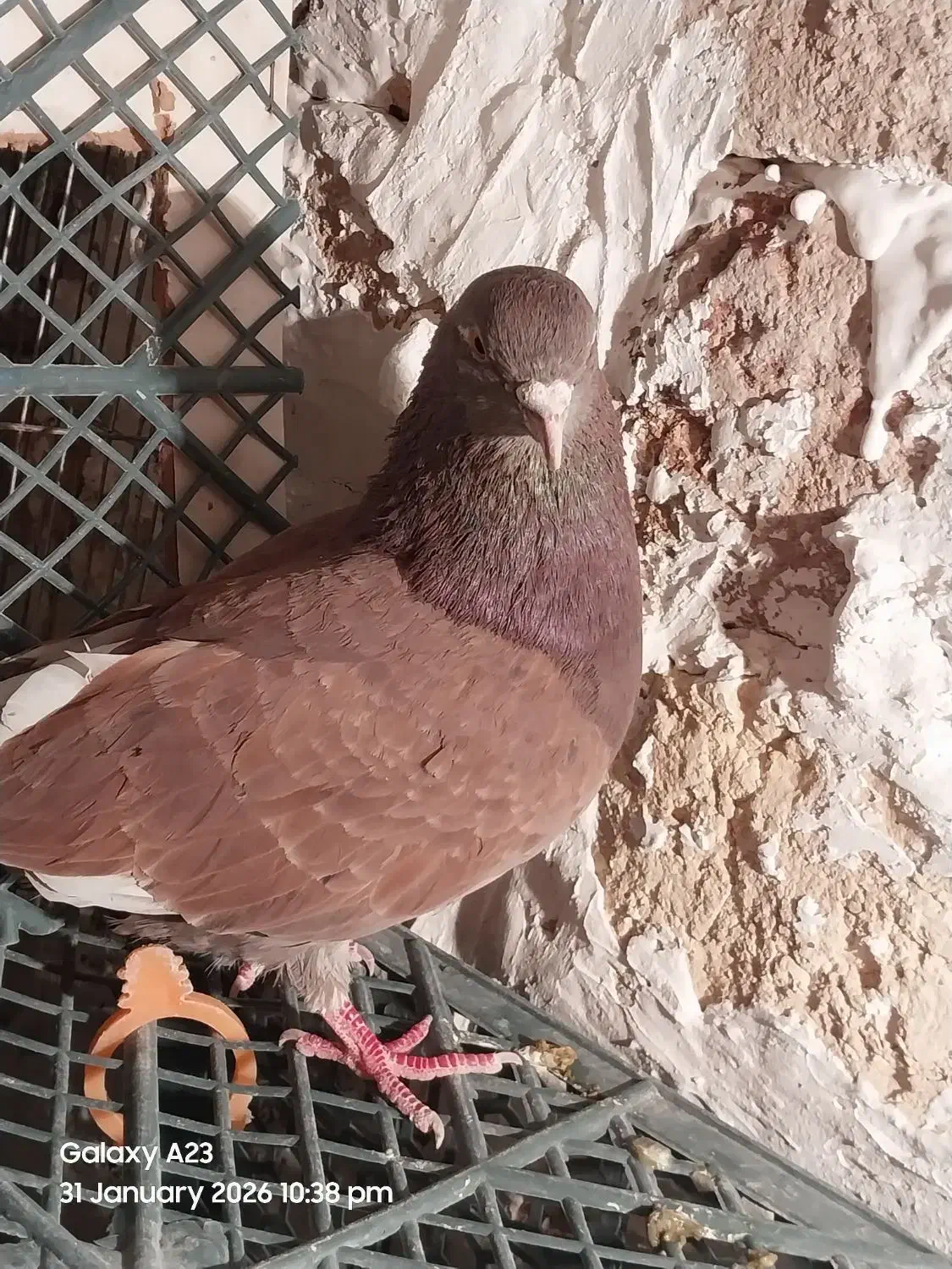 کبوتر پرشی|پرنده|نسیمشهر, |دیوار