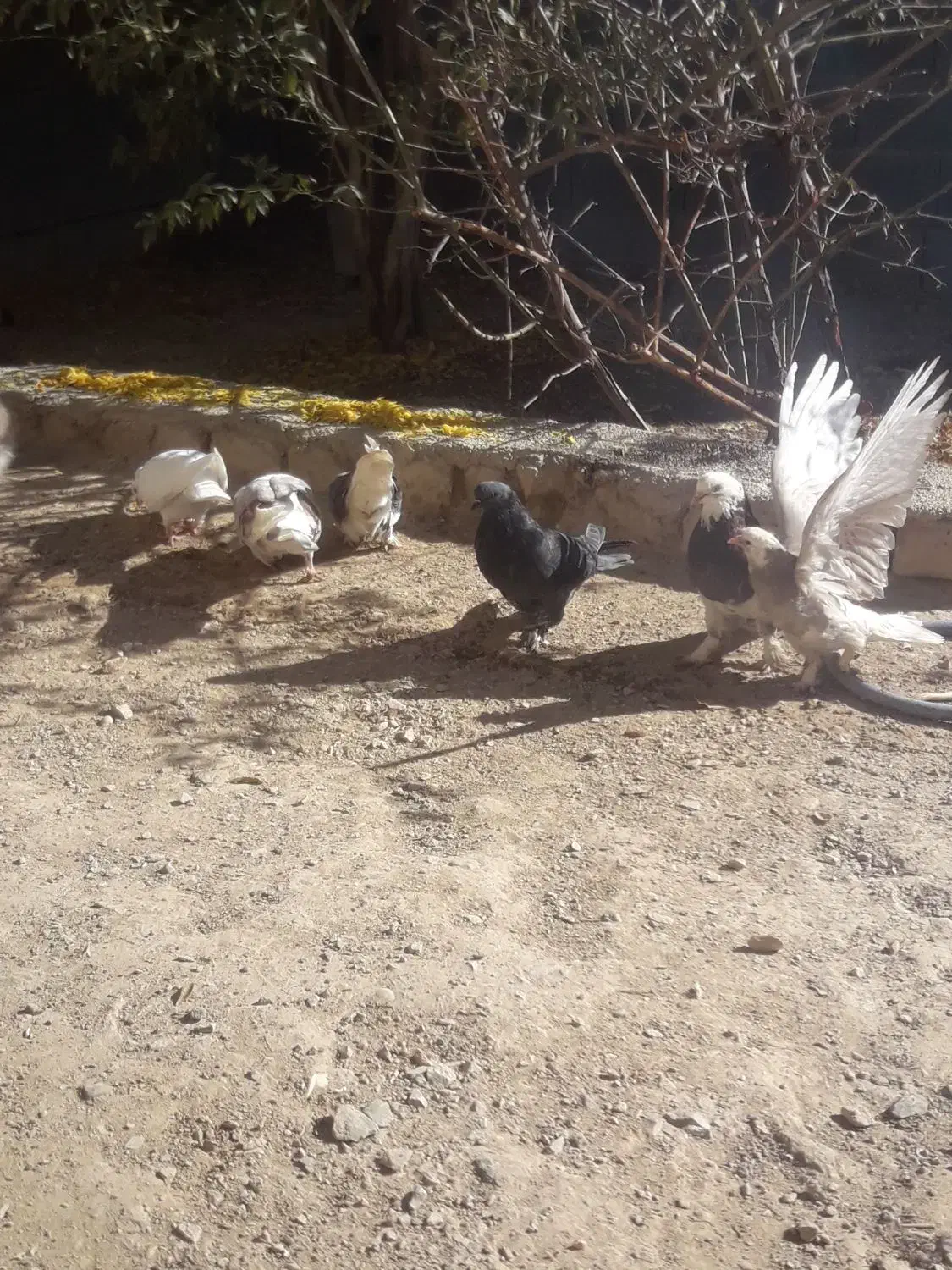 کبوتر و خرگوش|پرنده|زیباشهر, |دیوار