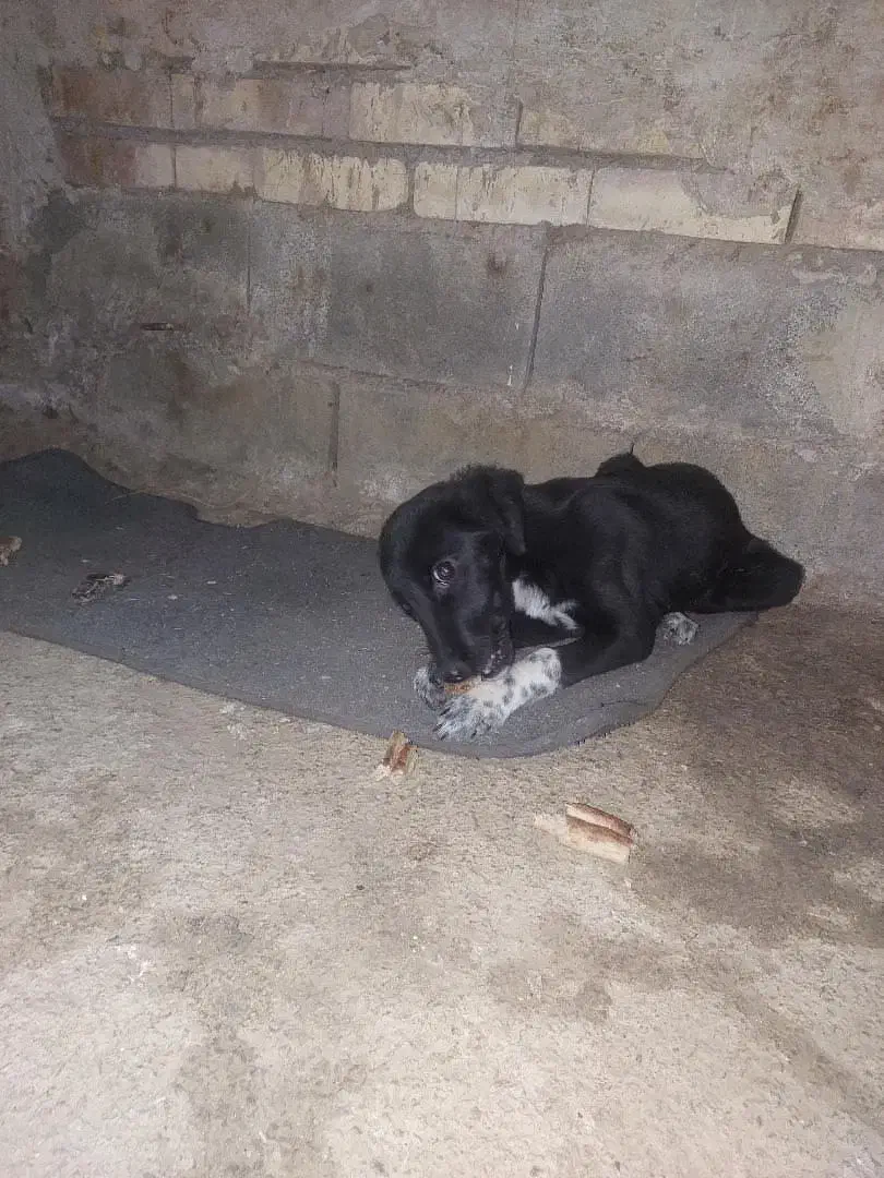 توله سگ|سگ|مینودشت, |دیوار