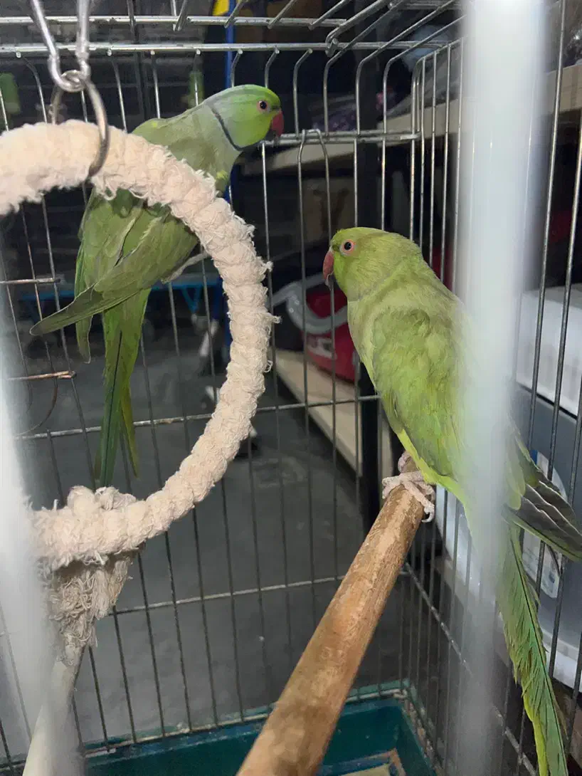 ملنگو نرو ماده قیمت عالی کارداده به شرط|پرنده|رودهن, |دیوار