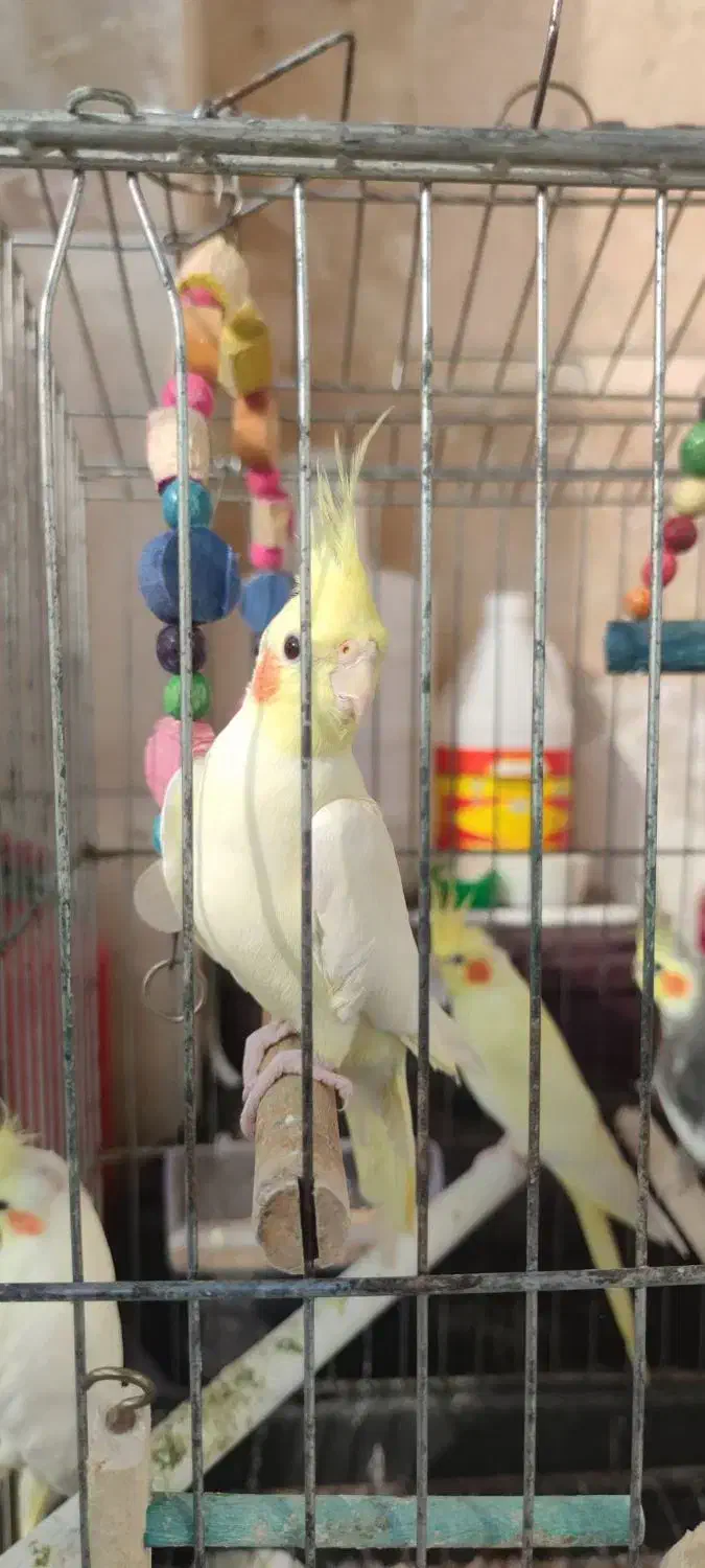 عروس هلندی آلبینو|پرنده|ماسال, |دیوار