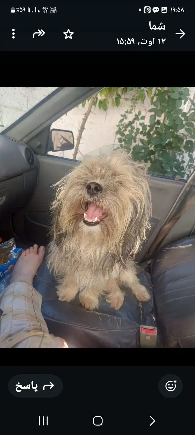 سگ گم شده|حیوانات|صومعهسرا, |دیوار