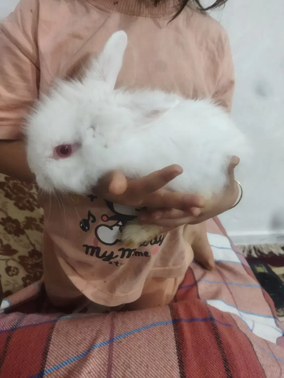 خرگوش|موش و خرگوش|کرمان, |دیوار