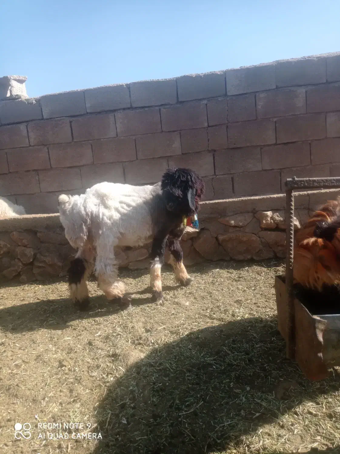 بره قوچ نرمیش میش|حیوانات مزرعه|کوهرنگ, |دیوار