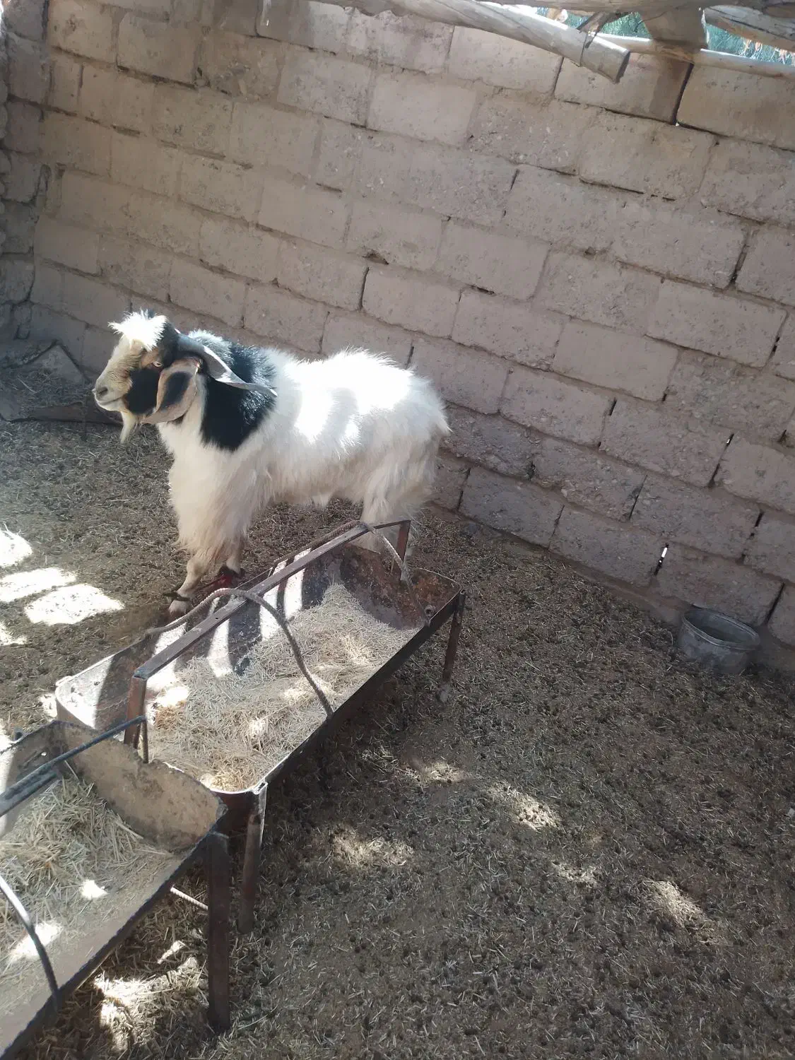 گوسفند فروشی راور|حیوانات مزرعه|راور, |دیوار