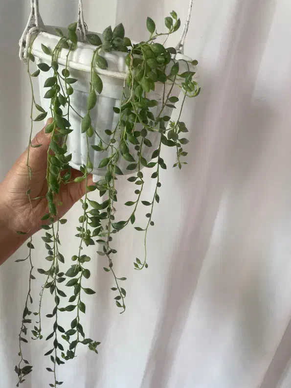 گل طبیعی خانگی|گل و گیاه طبیعی|ارومیه, |دیوار