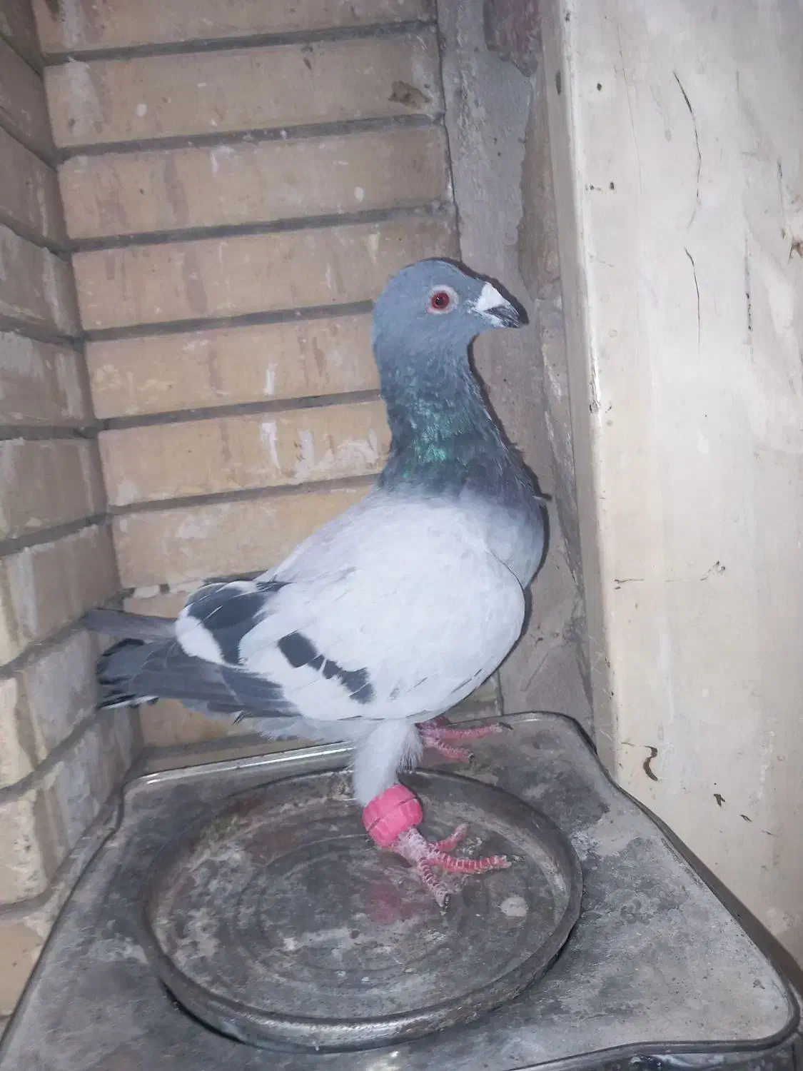 کبوتر سبز آلمانی وپولکی یه جفت روی تخم|پرنده|مشهد, کوی المهدی|دیوار