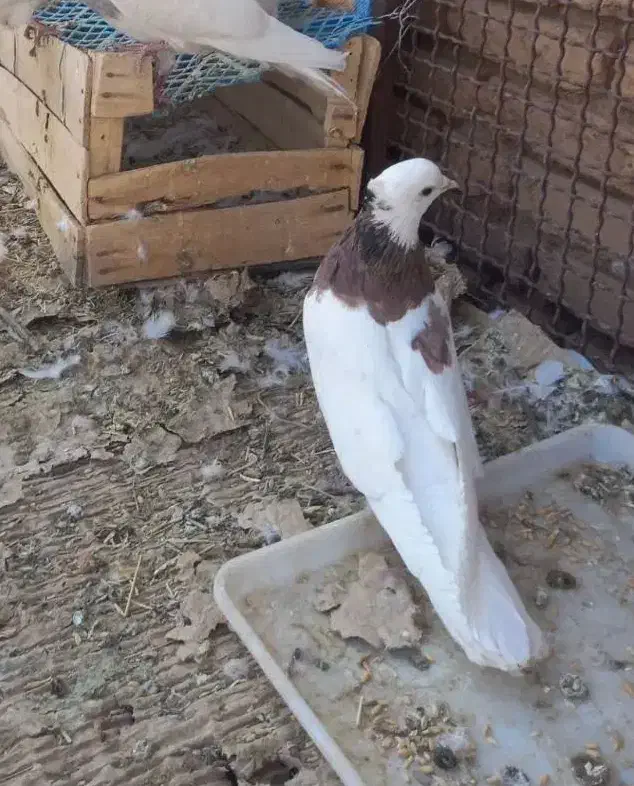 کبوتر طوقی|پرنده|بن, |دیوار