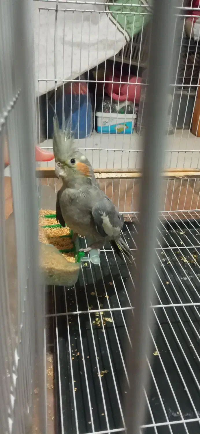 عروس هلندی|پرنده|سبزوار, هویزه|دیوار